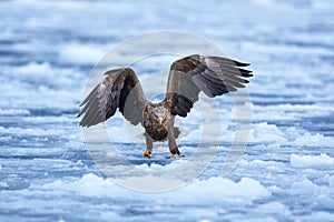 Japan winter wildlife. Sea bird on the ice. White-tailed eagle, bird with white snow, Hokkaido, Japan. Wildlife action behaviour