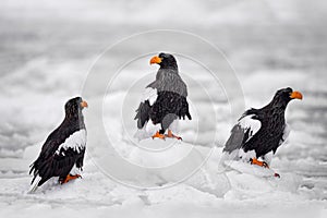 Japan winter wildlife. Sea birds on the ice. Steller\'s sea eagle, Haliaeetus pelagicus, Hokkaido, Japan.