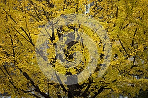 Japan yellow ginkgo leaves in early autumn season osaka japan