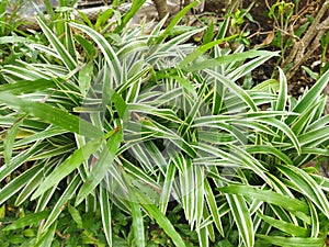 japanase sedge plant grows healthily. with the bright afternoon sun