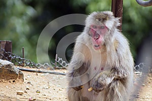 Japanece Macaque hanging out in his habitat