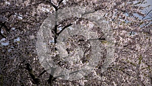 Japaneese cherry tree.