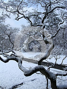 Japanes maple winter