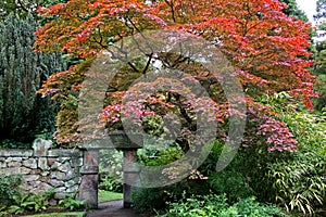 Japanese Acer Tree turning red in autumn