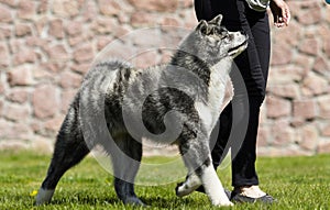 Japanese Akita dog