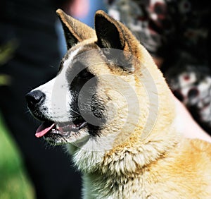 Japanese Akita dog photo