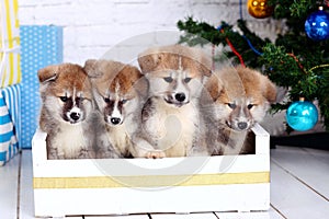 Japanese Akita-inu, akita inu dog puppys sits on a the New Year`s background