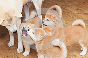 Japanese akita-inu breed dog family