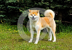 The Japanese Akita Inu looks. photo