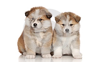 Japanese Akita-inu puppies