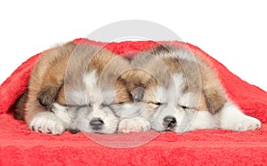 Japanese Akita-inu puppies sleeping