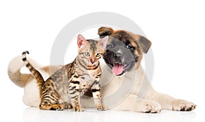 Japanese Akita inu puppy dog and bengal kitten looking at camera