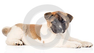 Japanese akita inu puppy dog lying in profile and looking at cam