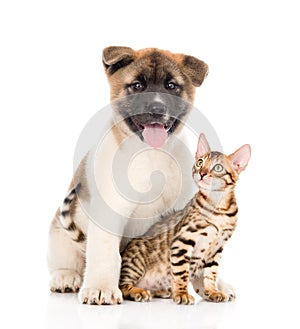 Japanese Akita inu puppy dog sitting with little bengal cat.