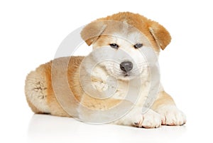 Japanese Akita inu puppy lying on white background