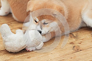 Japanese akita-inu puppy playing with toy friend
