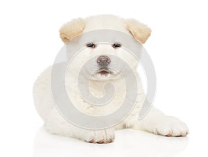 Japanese Akita-inu puppy on white background