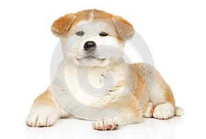 Japanese Akita-inu puppy on a white background