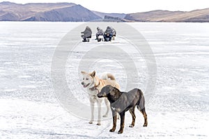 Japanese Akita and mongrel dog on Lake Baikal in the winter during ice fishing.