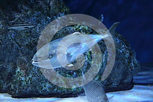 Japanese amberjack or Five-ray yellowtail