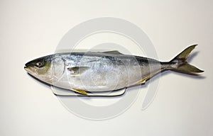 Japanese amberjack or yellow tail fish