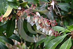 Japanese andromeda flowers. Ericaceae evergreen shrub.