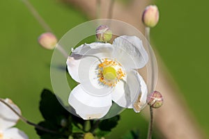 Japanese anemone or Anemone hupehensis flowering plant with open flowers containing white sepals surrounded with closed flower