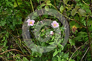 Japanese anemone ( Anemone hupehensis ) flowers. Ranunculaceae perennial plants.