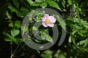 Japanese anemone ( Anemone hupehensis ) flowers. Ranunculaceae perennial plants.