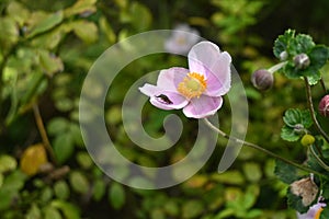 Japanese anemone ( Anemone hupehensis ) flowers. Ranunculaceae perennial plants.