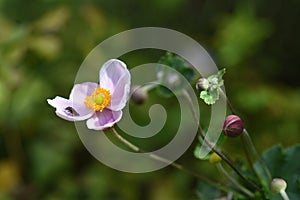 Japanese anemone ( Anemone hupehensis ) flowers. Ranunculaceae perennial plants.