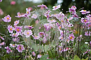 Japanese anemone & x28;Anemone hupehensis& x29; plants in flower