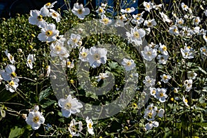 Japanese anemone - Anemone hupehensis - white blooming flowers  in autumn