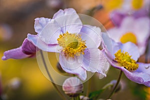 Japanese anemone flower