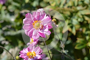 Japanese anemone Koenigin Charlotte