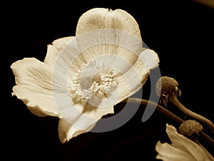 Japanese Anemone with petals on sepia background