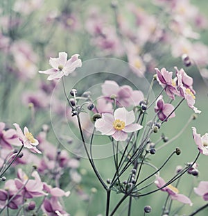 Japanese Anemone (windflower)