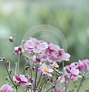 Japanese Anemone (windflower)