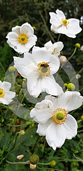 Japanese Anemones in a garden in Burnley Lancashire in the UK