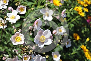 Japanese anemones on a green background in the garden