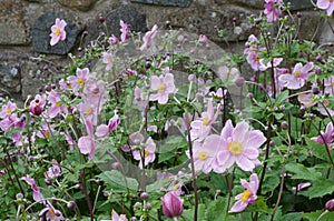 Japanese Anemones by stone wall