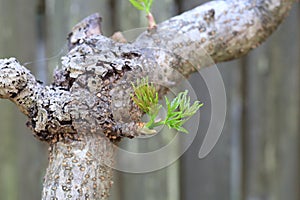 Japanese angelica-tree