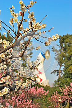 Japanese apricot