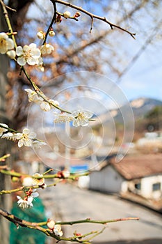 Japanese apricot