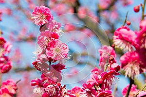 Japanese apricot blossoms at Ritsurin Garden in Takamatsu, Kagawa, Japan. Ritsurin Garden is one of