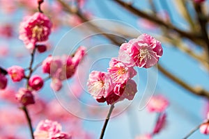 Japanese apricot blossoms at Ritsurin Garden in Takamatsu, Kagawa, Japan. Ritsurin Garden is one of the most famous historical gar