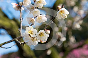 Japanese apricot blossoms at Ritsurin Garden in Takamatsu, Kagawa, Japan. Ritsurin Garden is one of the most famous historical gar