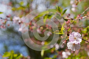 Japanese apricot blossoms in spring