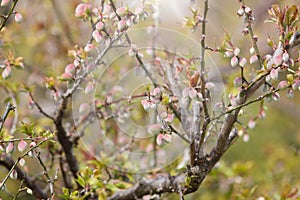 Japanese apricot growing up in springtime