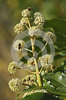 Japanese Aralia